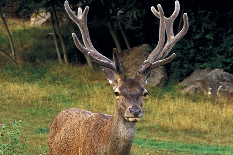 La berrea del venado en Aller
