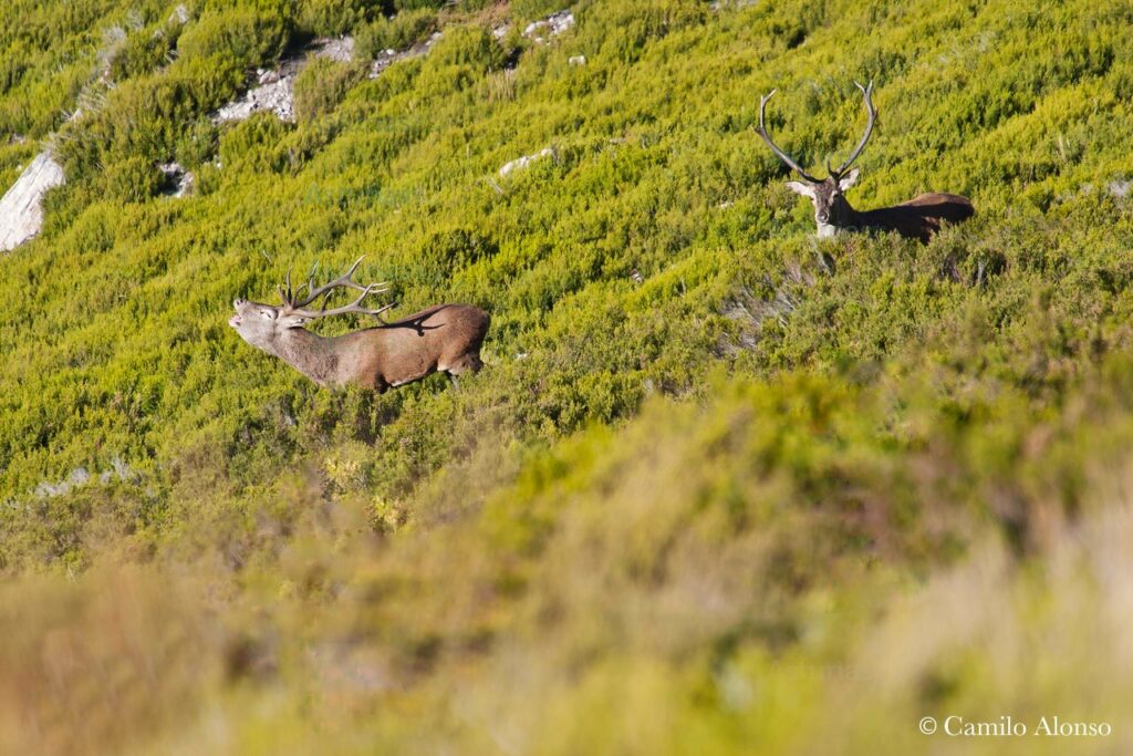 la berrea del venado