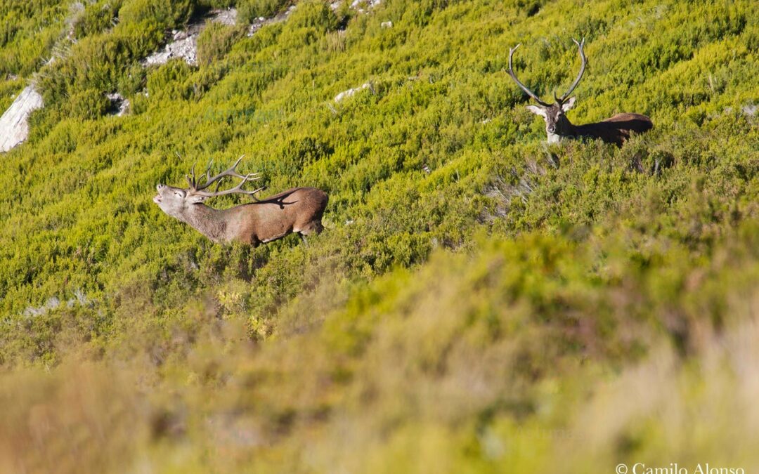 La berrea del venado en Aller