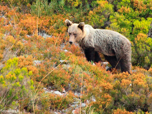 Avistamiento de Oso Pardo