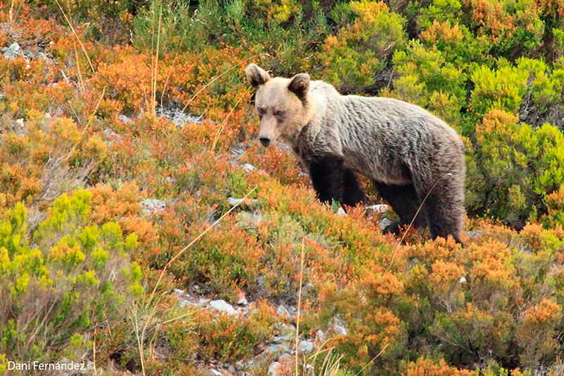 Observación de osos en Asturias