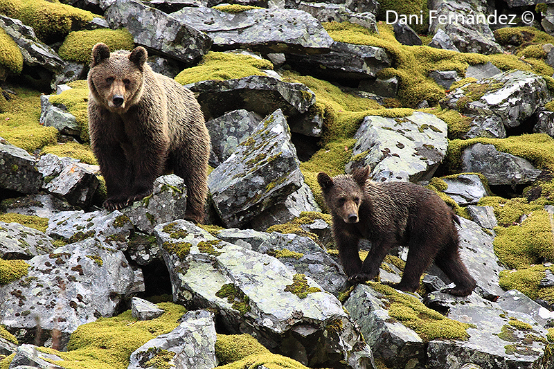 Observación de osos en Asturias