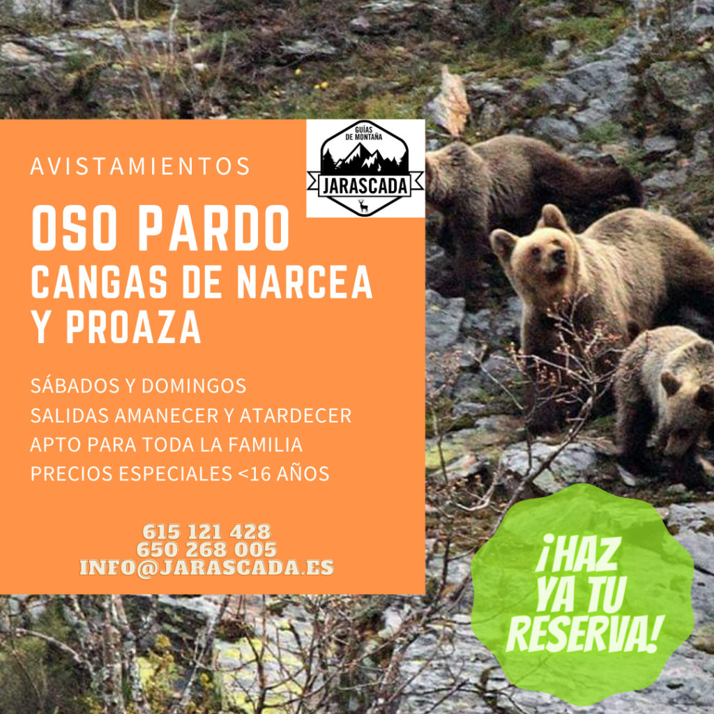 Observación de osos en Asturias