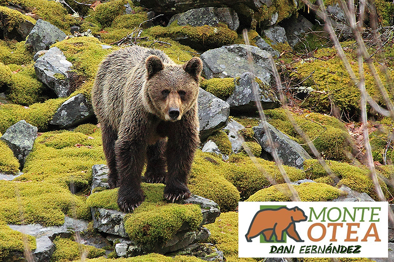 Observación de osos en Asturias