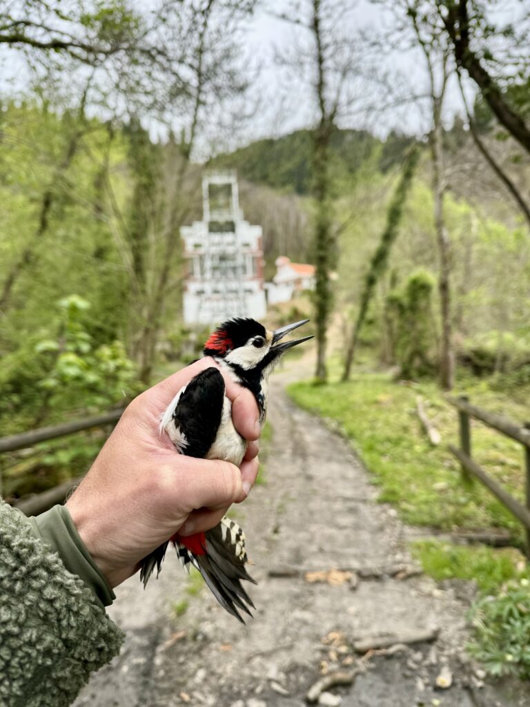 observación de aves en asturias